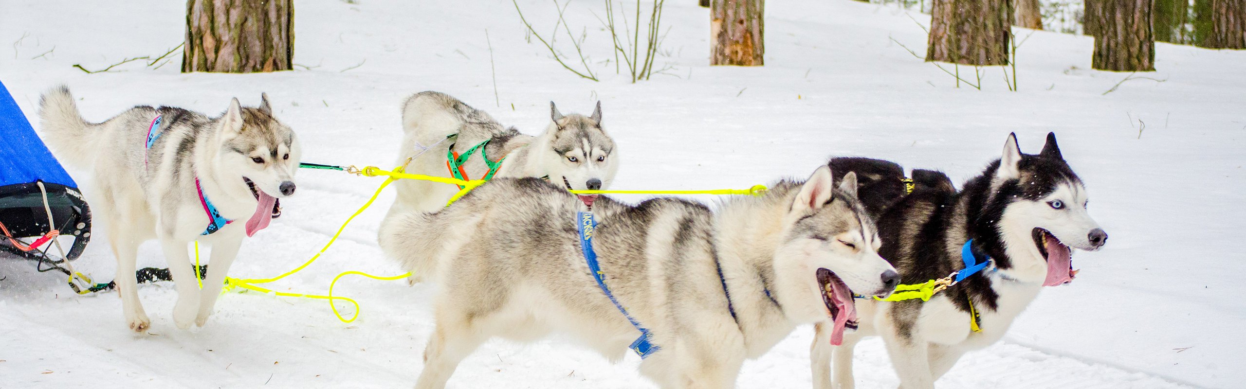 Husky Rijden Bilderberg Hotels