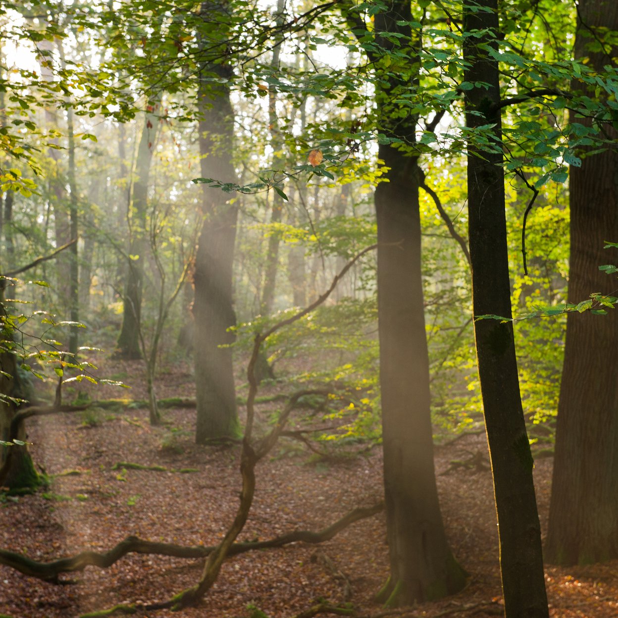 Veluwe - Bilderberg  - Prachtige natuur