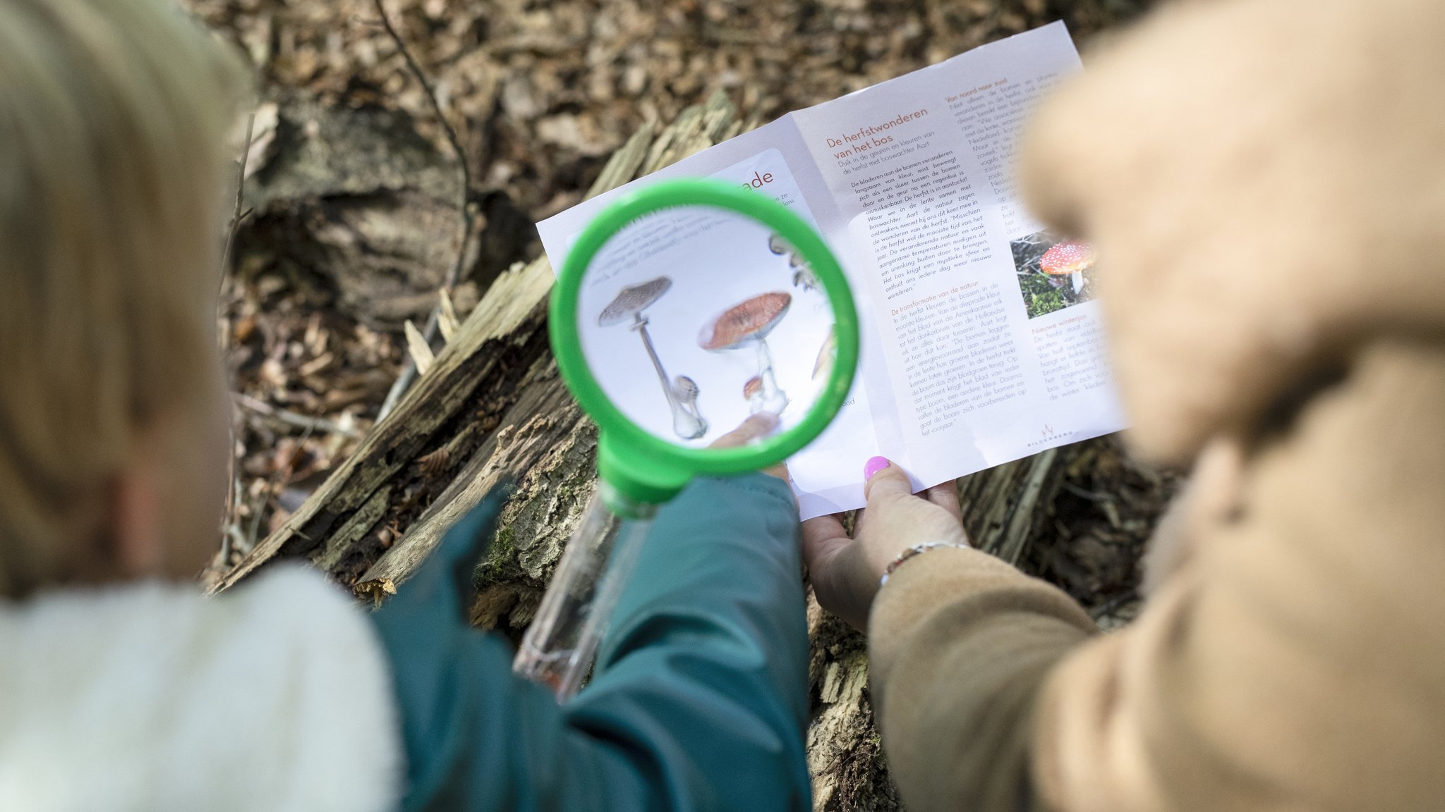 Kind en moeder zoeken paddenstoelen in het bos