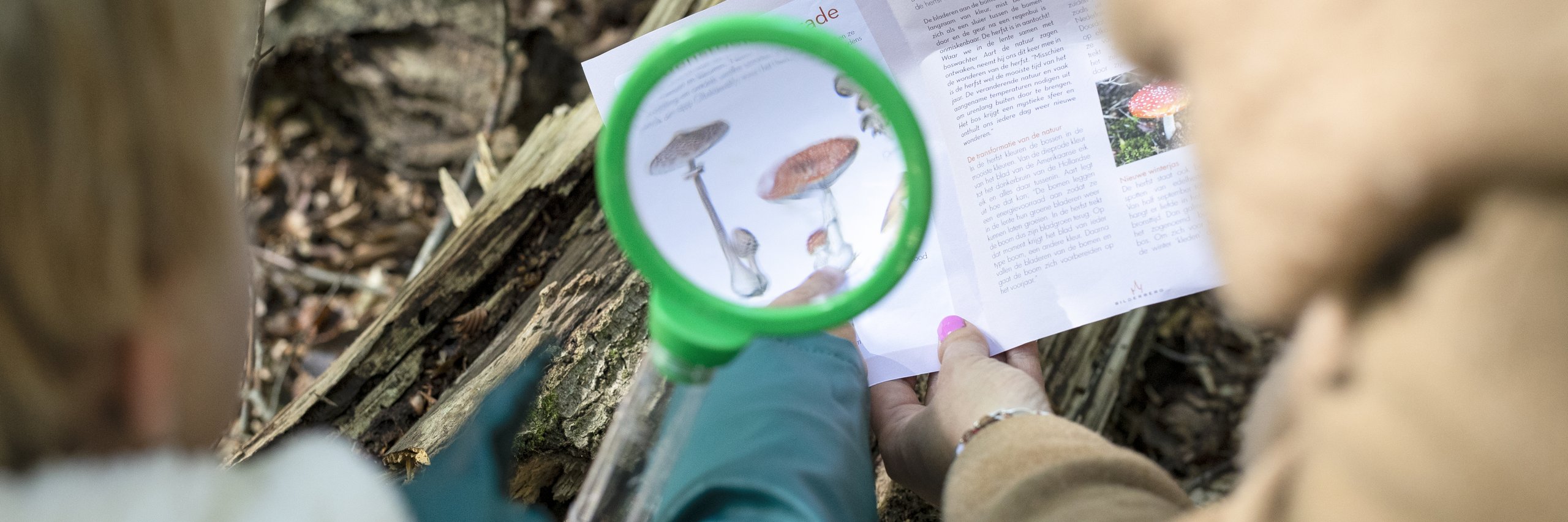 Kind en moeder zoeken paddenstoelen in het bos