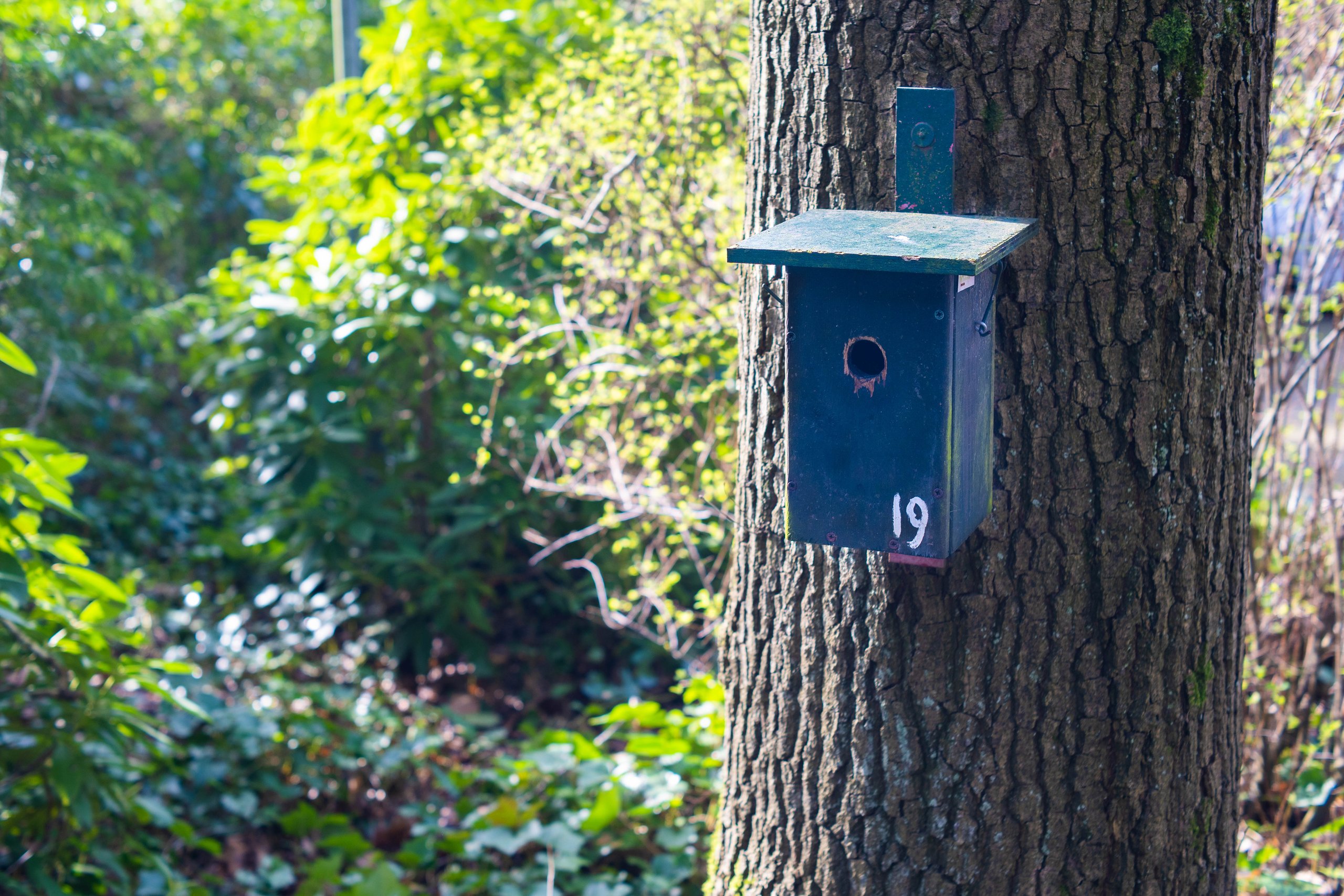 Bilderberg - Vier De Lente - natuur