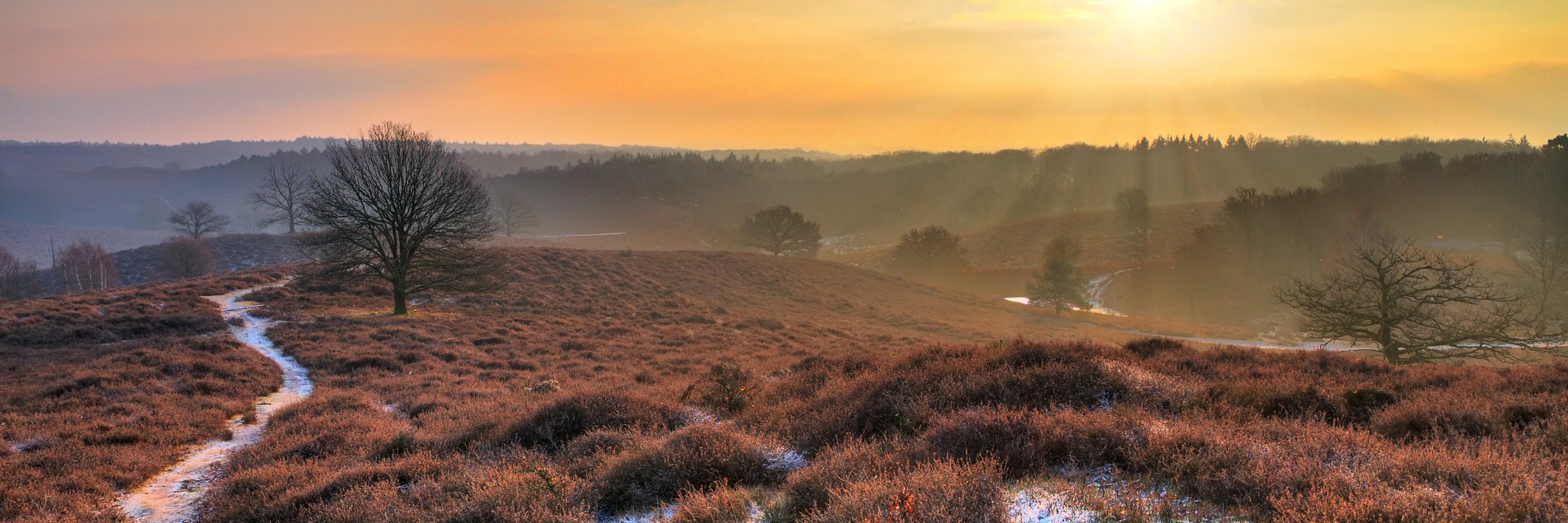 winterlandschap op de veluwe